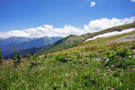 Flowering clearing on top of the Caucasus Mountains . Walking and hiking in the mountains Arkhyz. Beautiful view of the mountains in summer in a quality photo