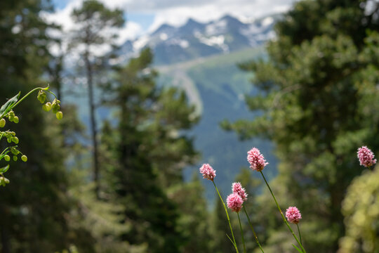 Flowering clearing on top of the Caucasus Mountains . Walking and hiking in the mountains Arkhyz. Beautiful view of the mountains in summer in a quality photo