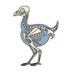 Anatomical Skeleton of a Flightless Bird Isolated on White © Rehan
