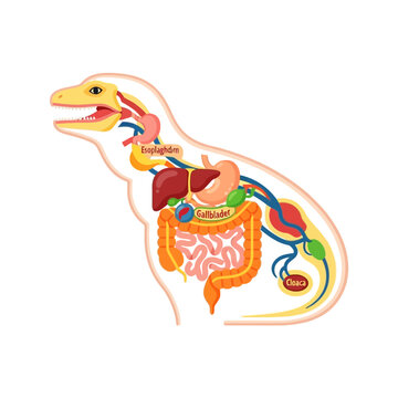 Internal anatomy of a dinosaur showing digestive system