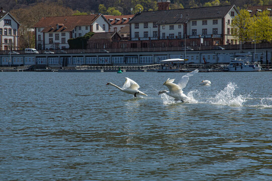 A spectacular dynamic action landscape photograph showing two large white mute swans cygnus olor running and taking off from a river water surface with huge splashes