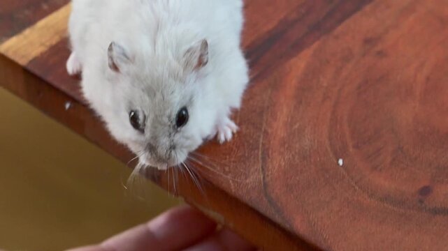 A small white and grey dwarf hamster explores a wooden table near a human hand and an exercise wheel.