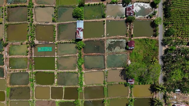 Aerial view of aquaculture fish farming ponds arranged in a grid pattern with small rural buildings and lush vegetation in Karang Intan, South Kalimantan, Indonesia.