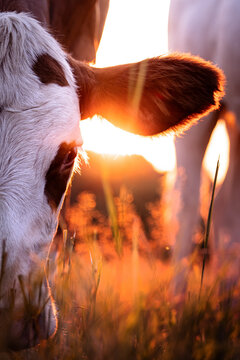 Portrait of a young calf, weaner, in the warm light of sunset in Germany
