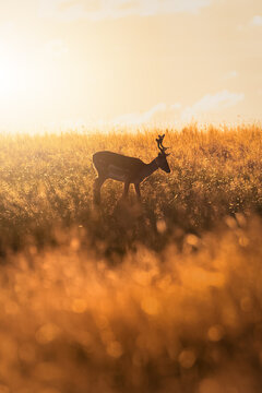 Deer on a field in Germany, Europe at golden hour, sunset
