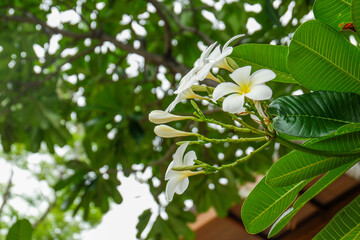 Plumeria flower and green leaves on tree,white frangipani tropical flower  blooming on tree,zen massage spa,summer beach vacation,rest hotel,island sea concept. © wanatithan