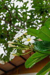 Plumeria flower and green leaves on tree,white frangipani tropical flower  blooming on tree,zen massage spa,summer beach vacation,rest hotel,island sea concept. © wanatithan