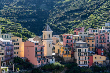 Fototapeta premium Vineyard at Manarola, Liguria, Italy: Pastel houses and the San Lorenzo bell tower spread across the foreground below green vines bands.