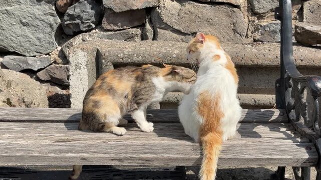Two playful cats play fighting on a park bench, energetic feline interaction and spontaneous animal behavior outdoors