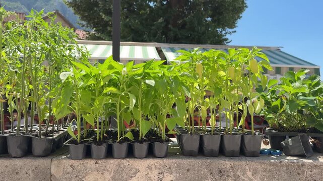 Fresh green seedlings at a local farmers market, young plants for gardening and sustainable seasonal agriculture