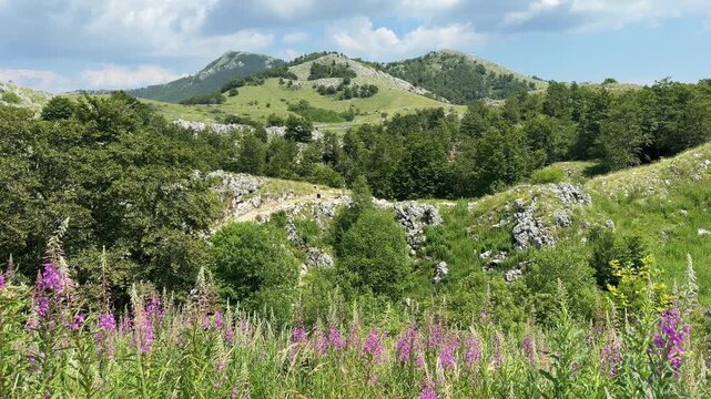 Mountain landscape with lush green meadows on a sunny summer day, majestic peaks under a clear blue sky and peaceful natural scenery