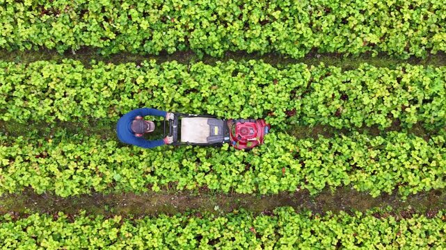 Aerial view of a farmer using a mower between lush green strawberry rows in Valldal, More og Romsdal, Norway.