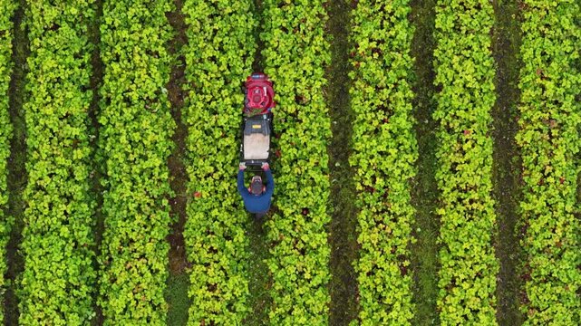 Aerial view of a farmer harvesting strawberries in neat green rows in Valldal, More og Romsdal, Norway.