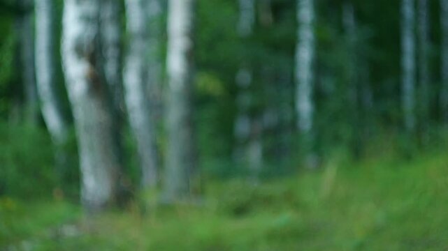 Forest with green lush birch trees. Naturally blurred background