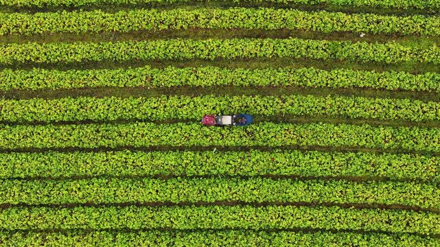 Aerial view of strawberry rows in a field with a tractor working in Valldal, More og Romsdal, Norway.