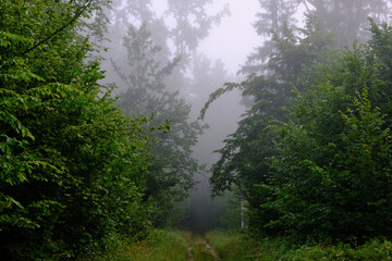 Fototapeta premium Bialowieza forest trail disappearing in mystical morning fog