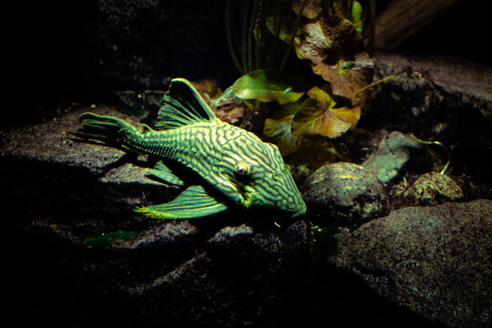 Macro Shot of Green Armored Catfish Pleco Resting on Aquarium Rock
