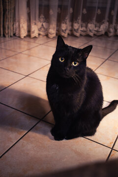 Front View of Black Cat Sitting on Tiled Floor Looking Up