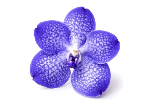Purple vanda orchid blossom with spotted pattern over white background
