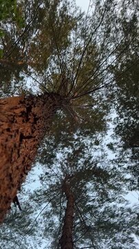 Vertical video low angle view looking up at pine tree trunk and canopy blowing in strong wind