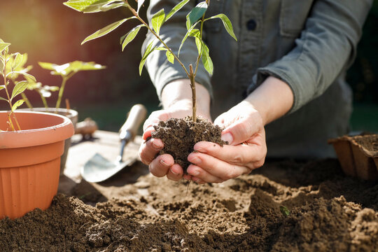 Close-up of person doing garden maintenance and planting &ndash; gardening work concept. Gardening, landscaping, sustainability, healthy lifestyle, seasonal outdoor work concepts.