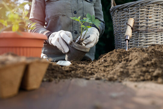 Close-up of person doing garden maintenance and planting &ndash; gardening work concept. Gardening, landscaping, sustainability, healthy lifestyle, seasonal outdoor work concepts.