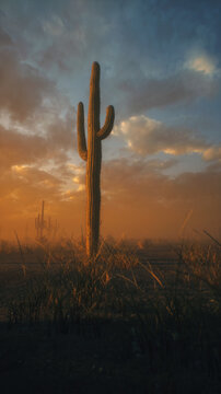 Cacti and other succulent plants in arid desert landscape under a sunset sky with clouds. 3D render.