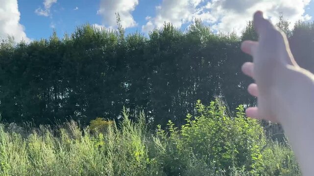 A woman s hand peeks out the car window toward a strip of forest and grass on a summer day. The shot was taken while driving down the road. Travel, road trips, and the anticipation, vacation