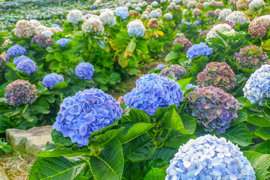 Hydrangea flower blooming in flower garden, Hydrangea macrophylla,purple and blue hydrangea bush a in full bloom.