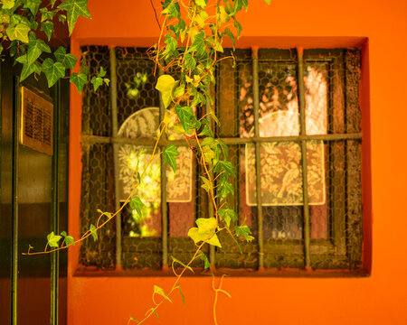 A branch of green ivy swaying  in front of an orange-coloured wall with a romantic window adorned with embroidered curtain