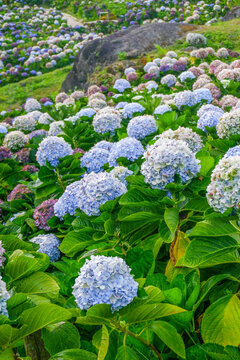 Hydrangea flower blooming in flower garden, Hydrangea macrophylla,purple and blue hydrangea bush a in full bloom.