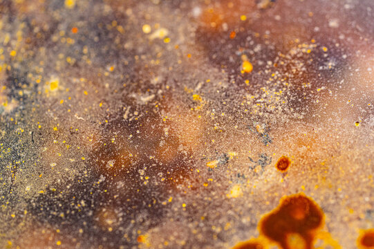 Close up view of a stingless bee colony inside a transparent glass observation hive, showing natural nest structures and the fascinating process of sustainable bee farming.