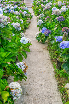 Hydrangea flower blooming in flower garden, Hydrangea macrophylla,purple and blue hydrangea bush a in full bloom.