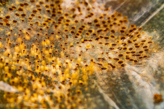 Transparent observation hive containing a colony of stingless bees, illustrating natural bee behavior, tropical beekeeping, biodiversity, and environmentally friendly agriculture.