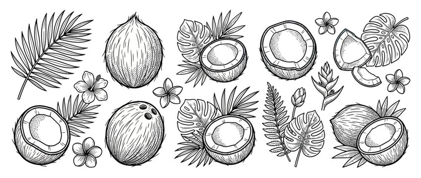 Hand Drawn Tropical Coconut Fruit and Leaves Illustration