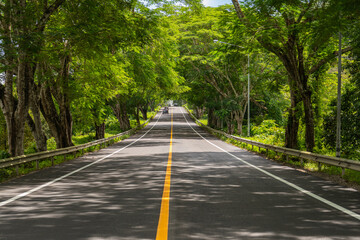 Obraz premium Picturesque tropical road surrounded by mature trees and lush greenery, creating a natural tunnel effect and a serene atmosphere for travel, adventure, and nature concepts.