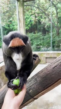 De Brazza monkey gently taking fresh green grapes from a human hand during an interactive animal feeding encounter video footage showing primate behavior in an enclosure setting with natural light and