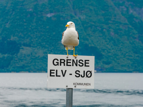 View of a seagull perched on a white boundary sign reading Grense Elv - Sjo with a blurred fjord and mountains in the background in Sylte, More og Romsdal, Norway.