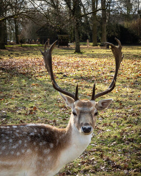 Male fallow deer with large antlers looking at camera in sunny forest park
