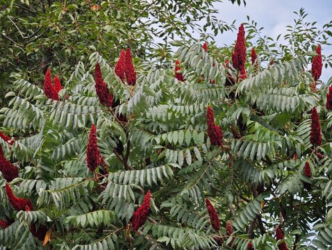 Close up of staghorn sumac rhus typhina foliage with red velvet cones