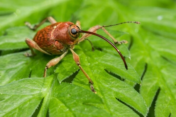 Rich reddish-brown weevil Curculio nucum on vibrant green leaf, close-up of nut snout beetle in nature. © AlMacro