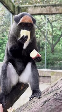De Brazza monkey eating fresh apple slices while perched on a branch inside a zoo enclosure during a handheld mobile phone video recording session showcasing close interaction between human hand and p