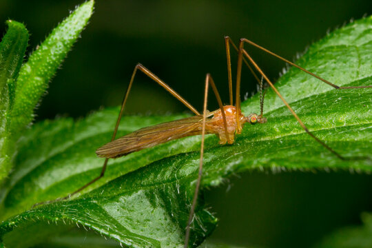 Slender brown crane fly Tipula oleracea on textured green leaf, close-up of daddy longlegs insect.