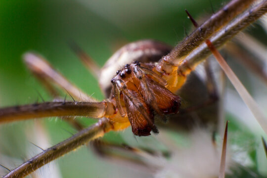 Close-up of a Lycosa singoriensis wolf spider with robust legs, detailed macro of a southern Russian tarantula.