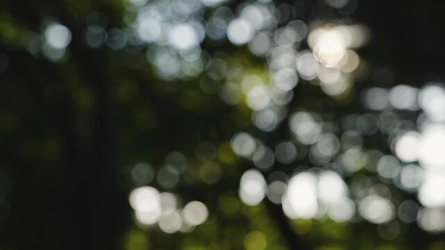 Abstract Golden Bokeh Light Circles on Dark Green Background for Overlay and Design
