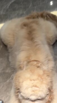 Fluffy poodle puppy showcasing energetic movements and playful behavior in high quality motion video footage captured indoors on shiny marble flooring while displaying charming facial expressions and 