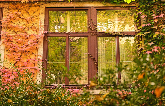 Old Wooden Window Covered with Autumn Ivy Leaves in Vienna