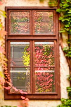 Vibrant Autumn Ivy Reflection in Old Wooden Window Glass