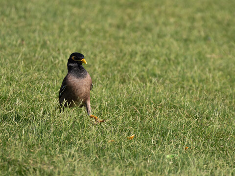 Common Myna Bird Standing on Green Grass