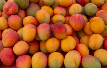 Fototapeta premium fresh mango in pile in the harvest season